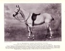 Mademoiselle - Champion Polo Pony - Image 1