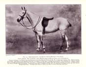 Mademoiselle - Champion Polo Pony